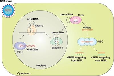 Frontiers | The Interplay Between Viral-Derived MiRNAs And Host ...